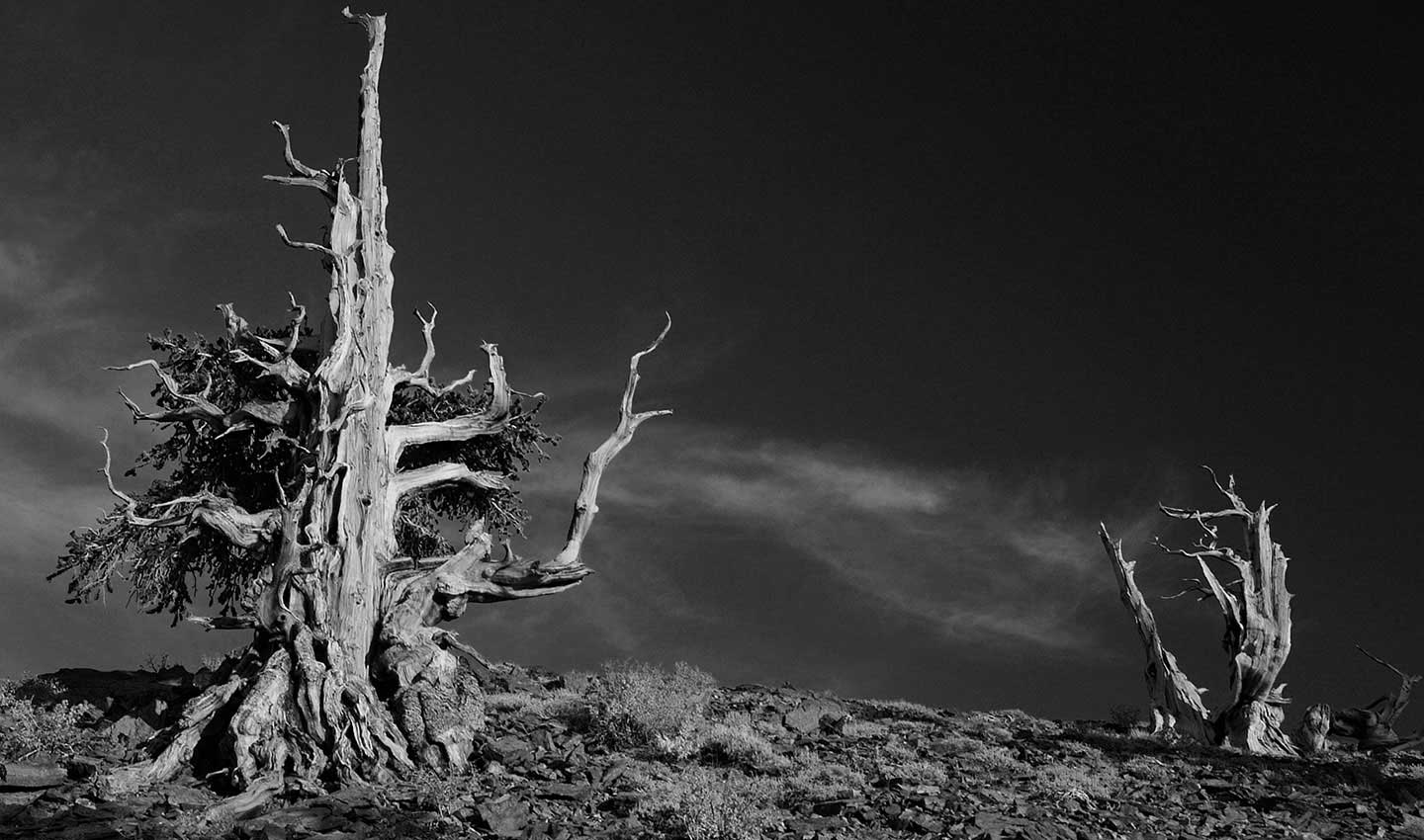 Methusellah-Grove-California-trees-America-black-and-white-Photography-Lindsay_Robertson