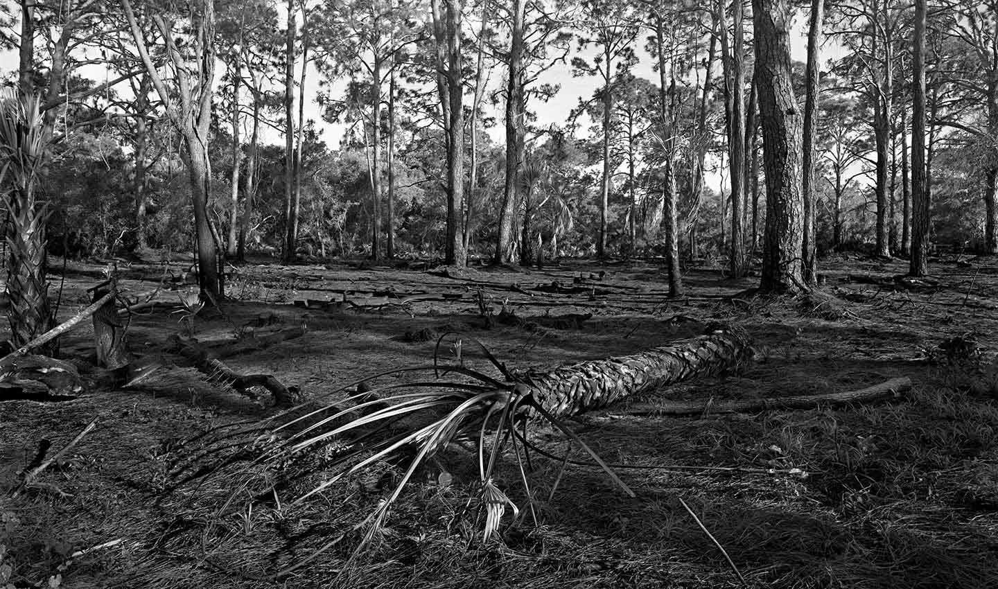 Scorched-Earth-Florida-America-black-and-white-large-format-Photography-mono-Lindsay_Robertson