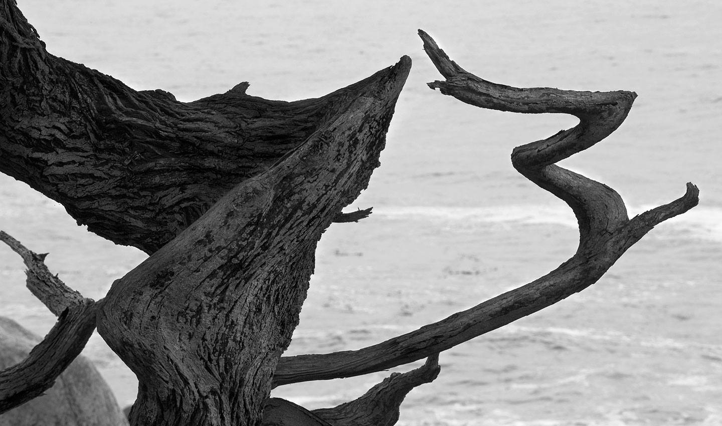 Pebble-Beach-cyprus-grove-California-America-black_and_white-mono-Photography-Lindsay_Robertson