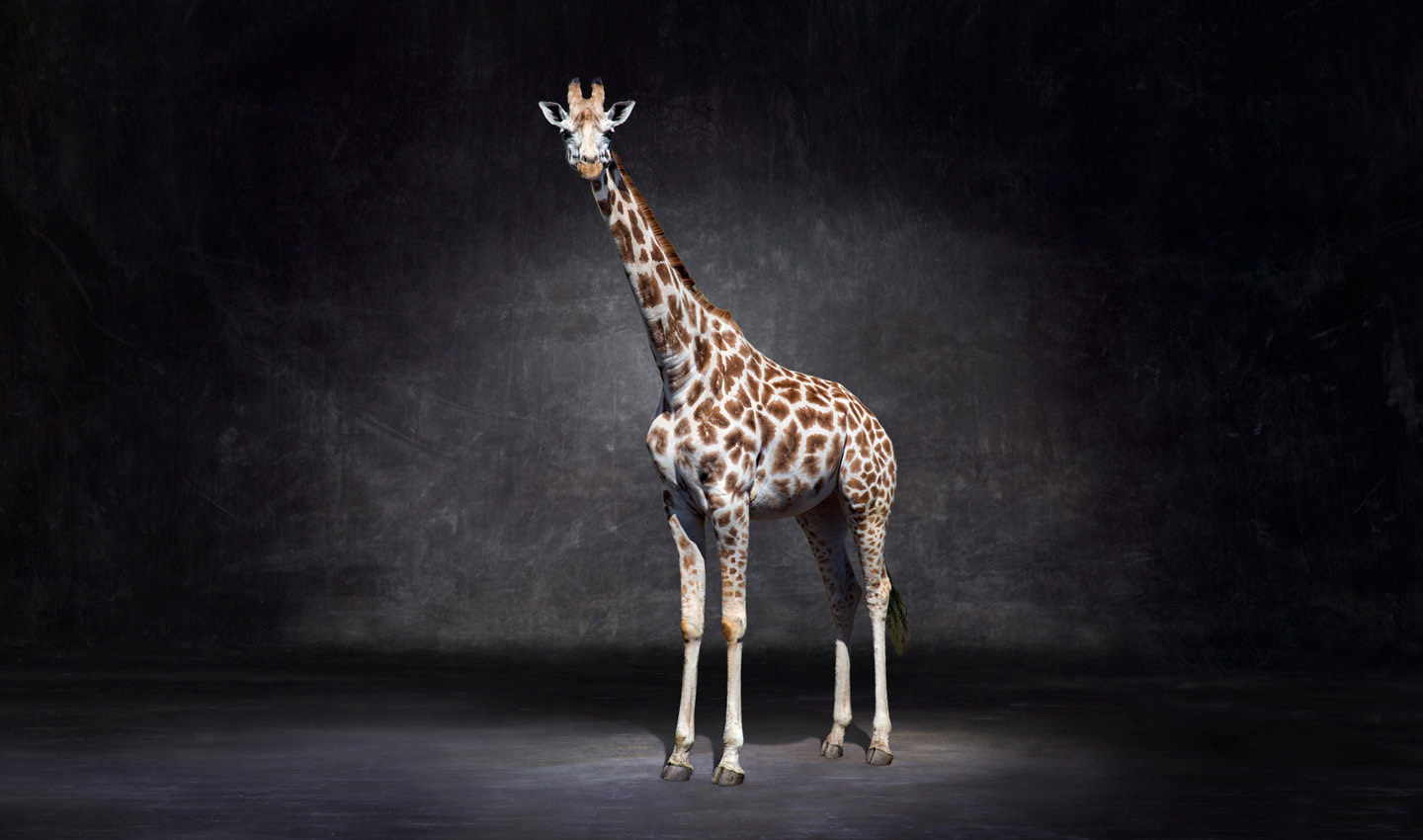 Zulu-Giraffe-fine-art-endangered-fine_art_photography_by_Lindsay_Robertson