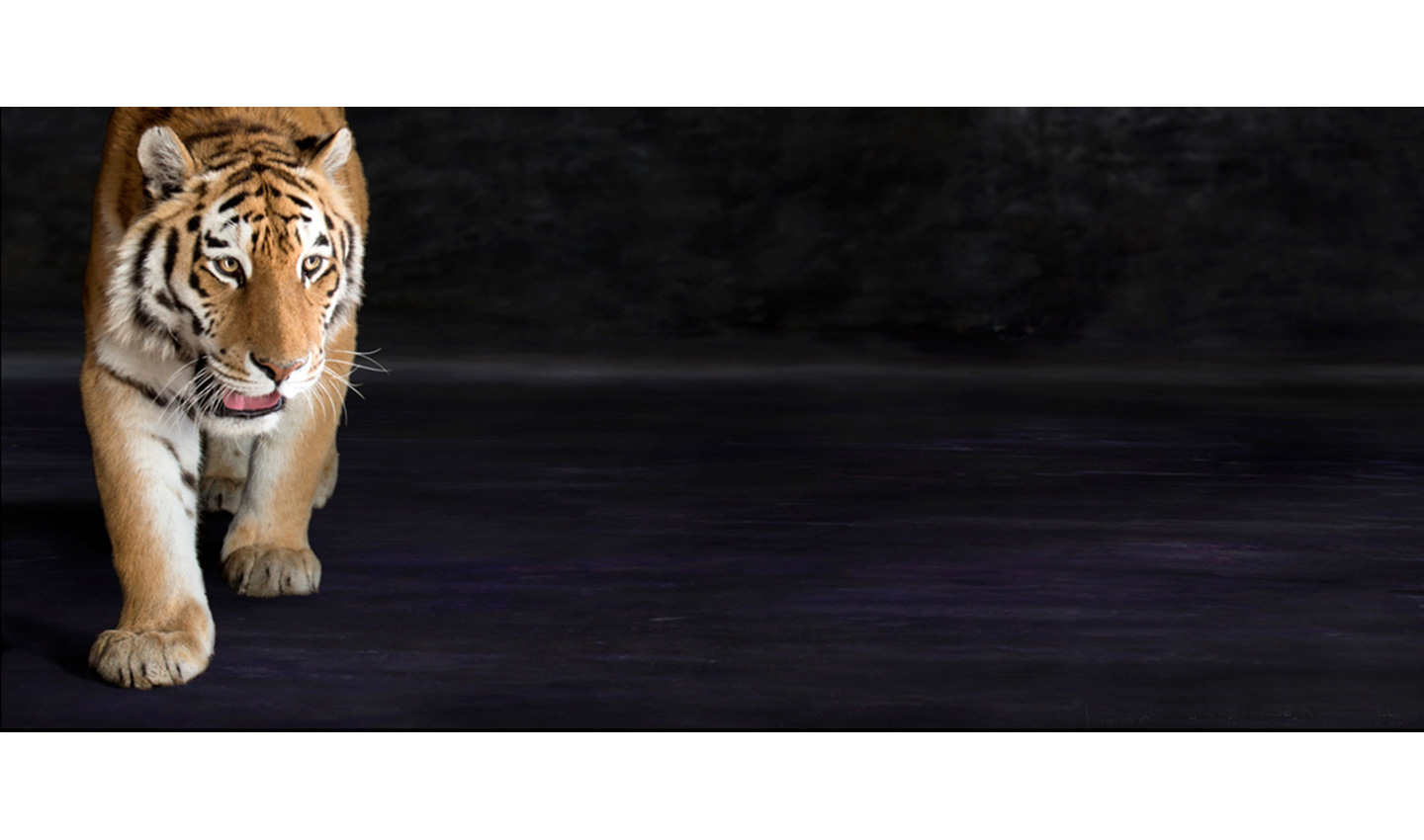 Amur-siberian-endangered-tiger-photography_by_Lindsay_Robertson