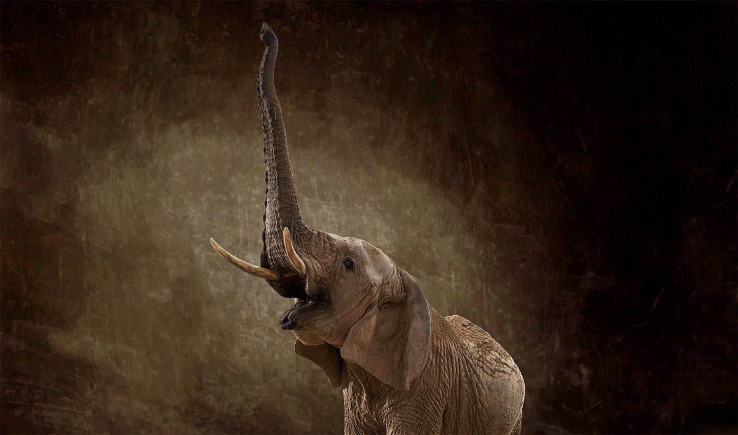 Ashanti-elephant-endangered-pacaderm-trunk-tusks-photography_by_Lindsay_Robertson