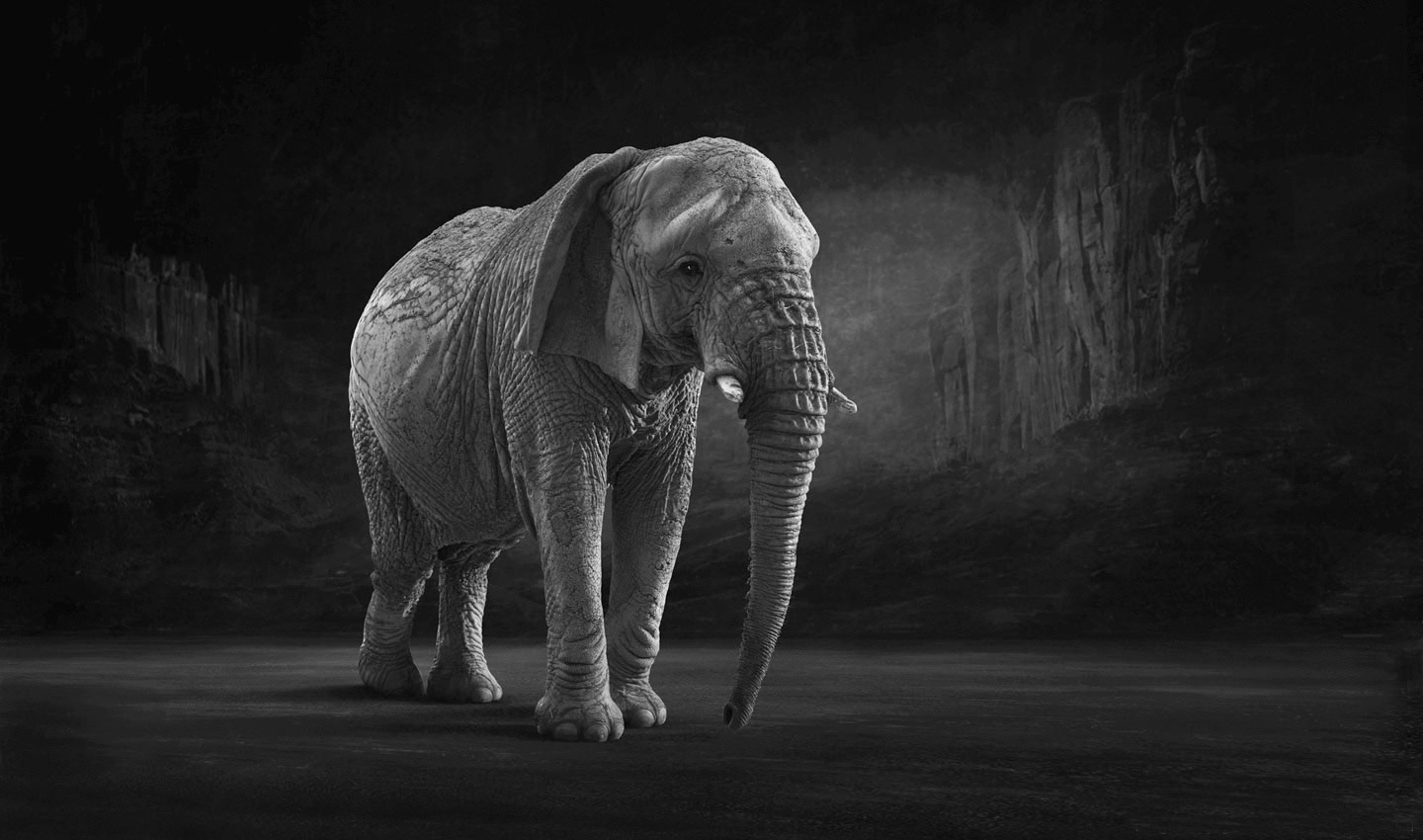 Matriarch-Elephant-tusks-ivory-photography_by_Lindsay_Robertson