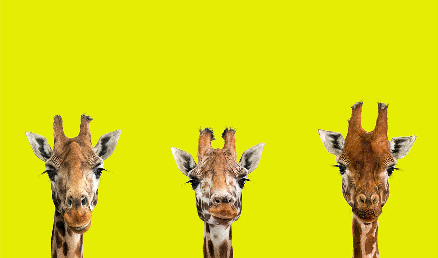 Three_Amigos-Giraffes-giraffe-heads-ears-horn-endangered-photography_by_Lindsay_Robertson