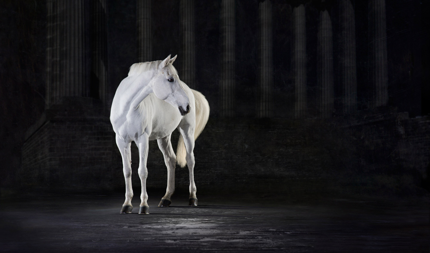 Athena-white-horse-animal-equestrian-portrait-photography-photographer_Lindsay_Robertson