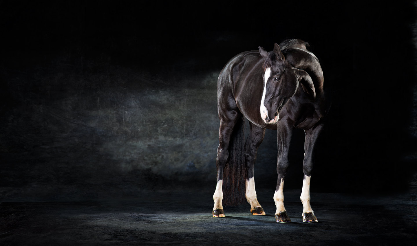 Kachina-black-horse-white_socks-equestrian-studio-portrait-photography-photographer_Lindsay_Robertson