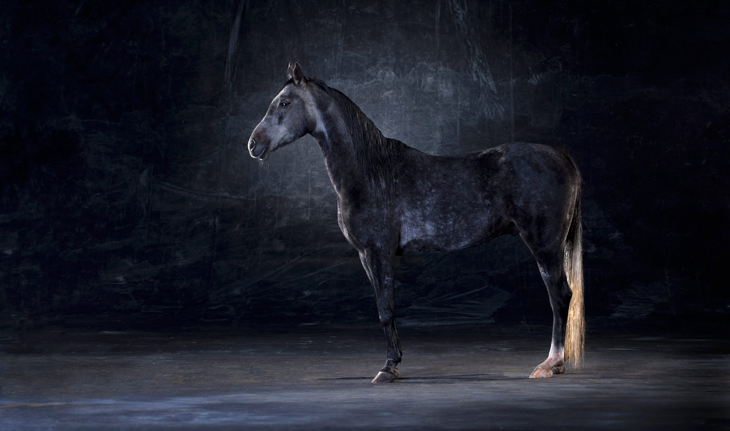 Mooney-Arabian-horse-portrait-photography-photographer_Lindsay_Robertson.jpg