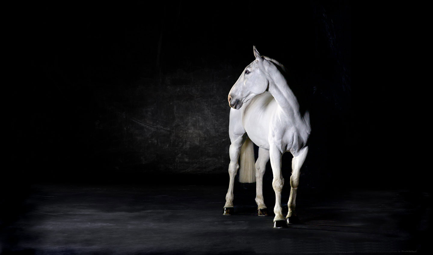 Liberty-white-horse-animal-equine-portrait-photography-photographer_Lindsay_Robertson
