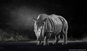 Endangered_Animal_Species_Photography_by_Lindsay_Robertson