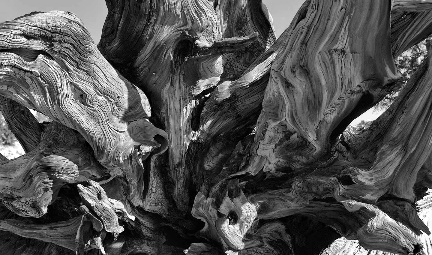 4000-Years-Old-Methuselah-Grove-California-America-black-and-white-landscape-Photography-Lindsay_Robertson