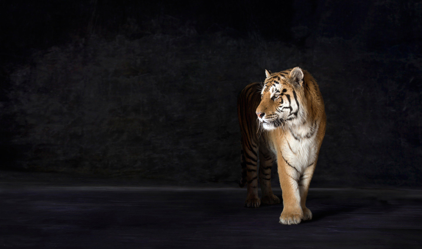 Genghis-Siberian-tiger-amur-endangered-fine_art_photography_by_Lindsay_Robertson