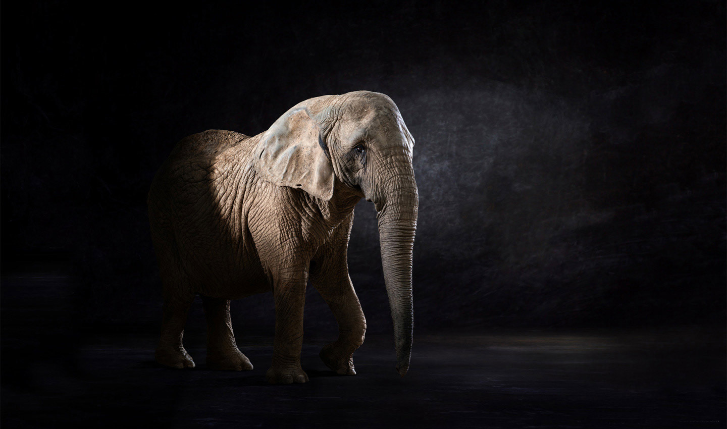 Elephas_Africana-Elephant-black-endangered-pacaderm-indian-african-photography_by_Lindsay_Robertson