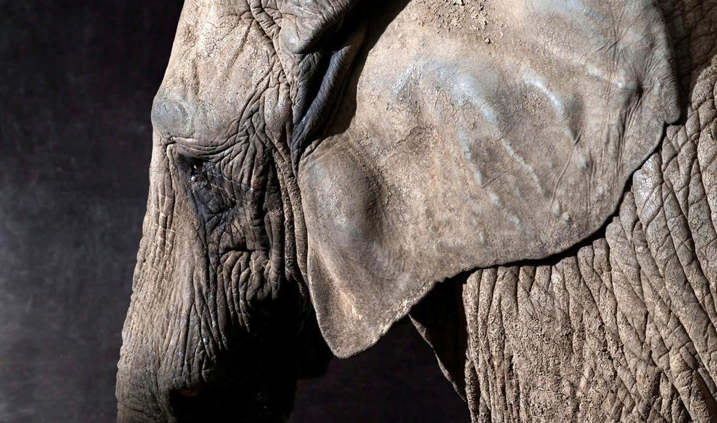 Elephas-Pacaderm-elephant-head-tusk-endangered-fine_art-photography_by_Lindsay_Robertson