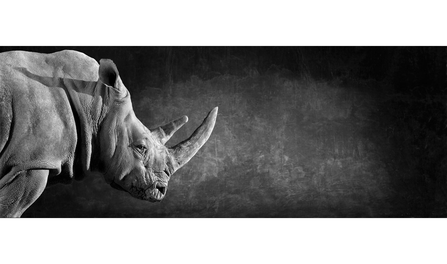 White_Rhino_Head--ears-horn-endangered-fine_art_photography_by_Lindsay_Robertson