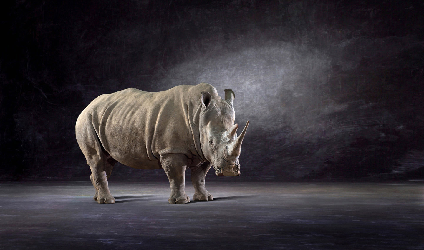 White-rhino-horn-endangered-fine_art_photography_by_Lindsay_Robertson