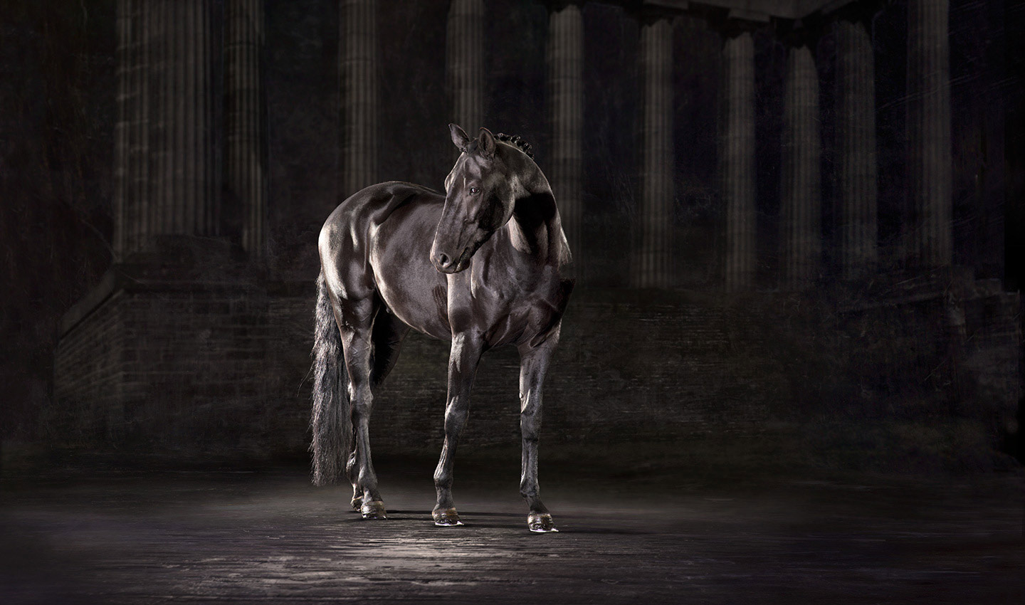 Luna-black-dressage-horse-animal-equestrian-portrait-photography-photographer_Lindsay_Robertson