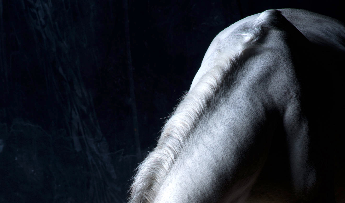 Main-white-horse-animal-equestrian-studio-portrait-photography-photographer_Lindsay_Robertson