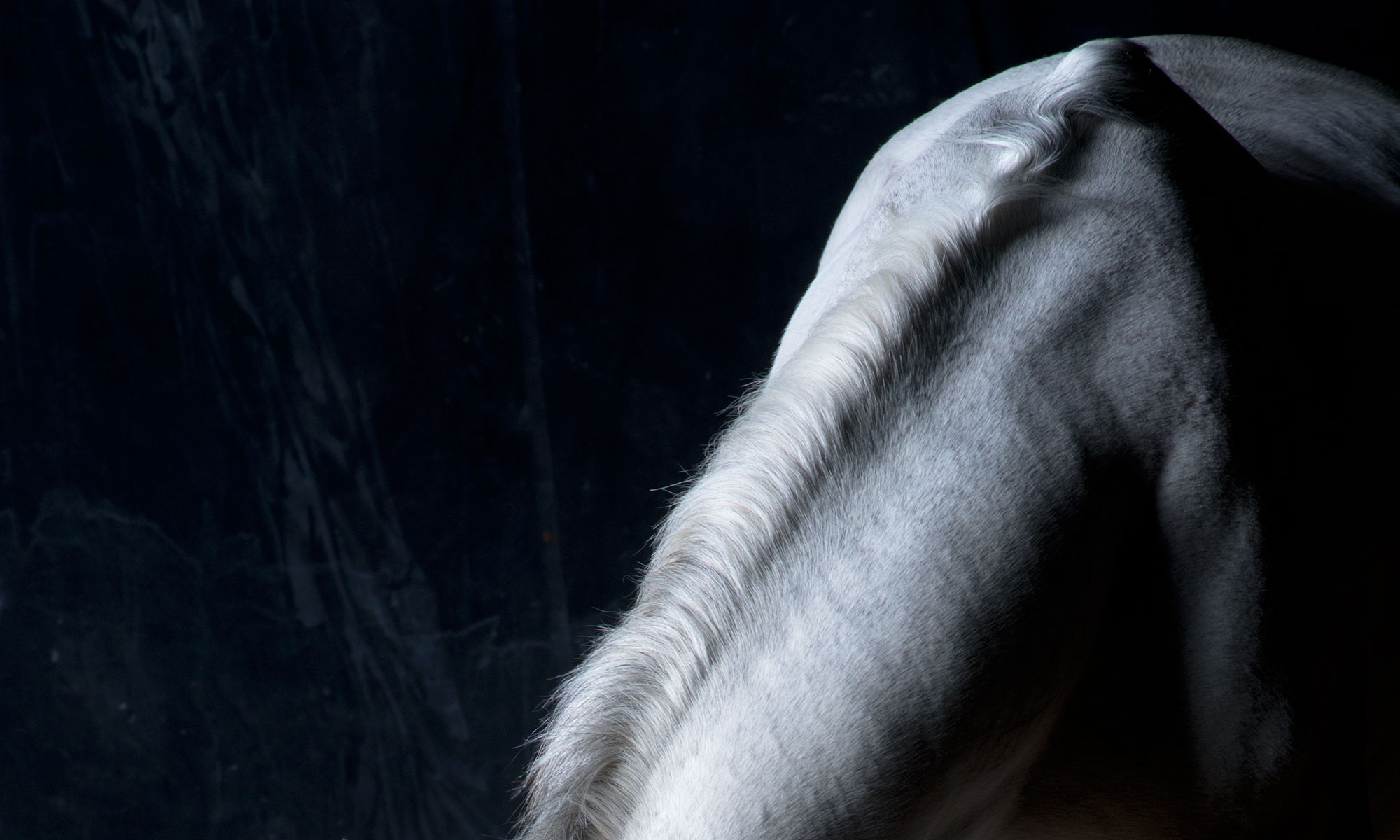 White horses neck, lit softly to show the texture of this equine beauty fine main.