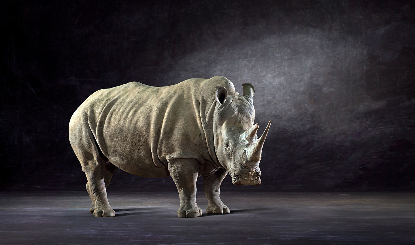 the magnifisant White Rhino taken against a hand painted studio backdrop, showing the animal presence , solitude and granduer.